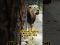 ભગતની ગર્જના સાસણ ગીર girforest girjungle girnationalpark sasangirlion lion