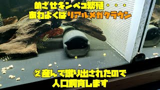 めざせキンペコ繁殖・・・あわよくばリアルメガクラウン　②産んで蹴り出されたので人口飼育します