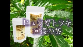 #91 ヒュウガトウキ、その葉は回復のお茶となる。亀長茶園がお送りする現代人に一度は試してもらいたい希少なお茶