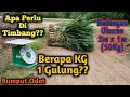 Timbang Rumput Odot..1 Gulung Berapa Kg??