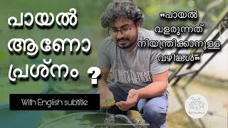 പായൽ ആണോ പ്രശ്നം ? Dealing algal menace ! (With English Subtitle)