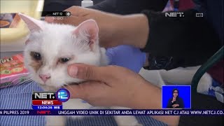 Rekor Muri Pemeriksaan Kucing Massal diikuti 800 Ekor Kucing   NET12