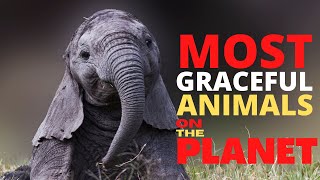 10 Most Graceful Animals On The Planet