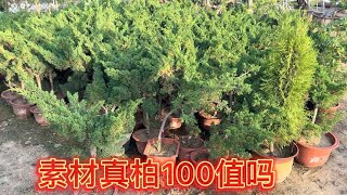 盆景园200棵素材真柏要处理100一颗，练手还是非常不错喜欢捡漏了