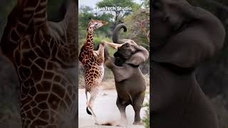 😱Elephant Vs Giraffe Fight #animals #animal #animallover #shorts #short #shortvideo #funny #wildlife