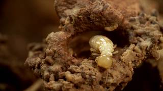 Termite Control: Green Pest Services