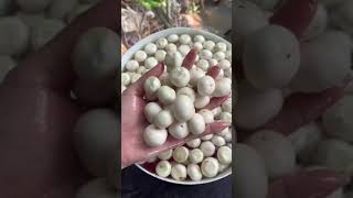 Cách làm cà pháo muối chua