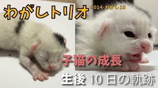 わがし10【保護した野良猫が出産】生後１０日の軌跡🌱✨［#子猫/#保護/#かわいい］pictures of kittens💞