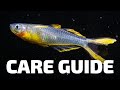 Care Guide for Furcata Rainbowfish - Aquarium Co-Op