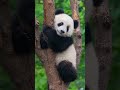 cute panda rescued the poor little kitten panda panda kitten funny ai