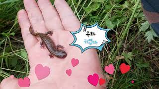 도롱뇽 , Korean salamander#고대앞마을미디어