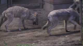 夜のオオカミたちに給餌~Wolf Pack