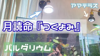 【パルダリウム】＃45 ②植物育成ライト　月読命（つくよみ）紹介　【アクアリウム】