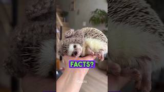 Zlatan facts about Hedgehogs 🦔 #hedgehog #hedgehogs #pets