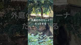 監視塔のブランカ警備隊長【猫のような猛獣チーター 151章】多摩動物公園#shorts #チーター