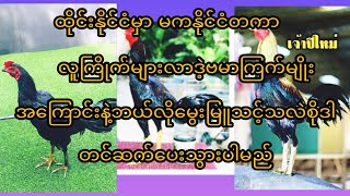 ထိုင်းနိုင်ငံမှာမကနိုင်ငံတကာလူကြိုက်များလာဒဲ့ဗမာကြက်မျိုးများအကြောင်း/Aung love family