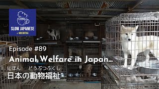 Slow Japanese【Podcast for beginners \u0026 intermediate】Episode #89 - Animal Welfare in Japan...