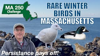 Finding rare birds in Massachusetts for my 250 bird challenge!