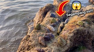 Mencari Keong \u0026 Kepiting Langsung di pinggir Laut Lamongan Jawa Timur