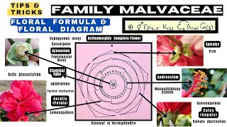 Family Malvaceae | Floral formula | Technical Botany | Floral  diagram | Info Biodiversity