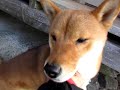 柴犬小梅　小梅だけが気づいている