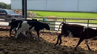 Giliam - 15 Holstein Friesian x Montbéliard/Holstein Steer Calves