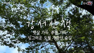 [랜선 강서산책] 햇살 가득, 푸름 가득 싱그러운 오월의 개화산 숲길