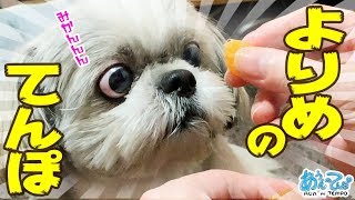 【食欲】みかん欲しさに飼い主をビンタするシーズー犬 てんぽ【爆発】