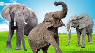 Life of Elephants - Elephant Nature Documentary