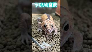 Geckos have a huge appetite!