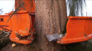 Amazing Fastest Big Tree Cutting Equipment Working - Dangerous Tree Harvester Stump Destroy Machines