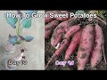 How to grow Sweet Potatoes in pots at home /Growing Sweet Potatoes in Container or Pots by NY SOKHOM