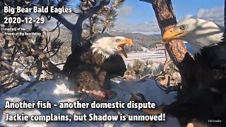 Big Bear Eagles🦅Another Fish🐠Another Domestic Dispute🐟Jackie Complains📣Shadow Is Unmoved😋2020-12-29