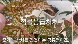 식물줄기가 부러졌어요!!!! 식물 응급처치 a sick plant 무늬식물 희귀식물