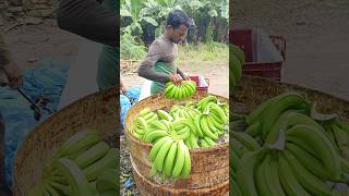 Today banana Harvesting in gujrat panetha part 9