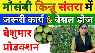 Basal dose for mosambi plants | how to get more production | best fertilizer for commercial mosambi