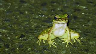 しぶきのアマミハナサキガエル　Amami tip-nosed frog in the Rain　奄美大島