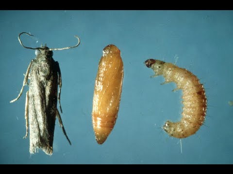 How to get rid of PANTRY WEEVILS & MOTHS How to get rid of PANTRY WEEVILS & MOTHS