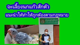 นกแก้วโม่งเป็นสัตว์ป่าคุ้มครองก่อนรับไปเลี้ยงต้องศีกษาและทำให้ถูกต้องตามกฎหมาย