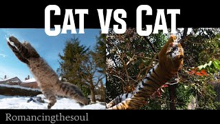 Big Cats vs. Tiny Cats (The Ultimate Comparison) EPIC