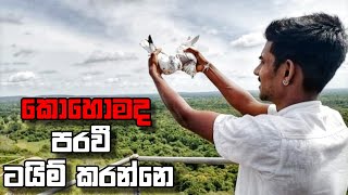 HOW TO TRENING TIME PIGEON ටයිම් කරන පරවි PARAVI TIME SUPIRI PARAVI SL PET SHOW