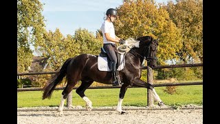 Remy J, Friesian Horses for sale https://www.blacksterlingfriesians.com questions? 415-272-2112