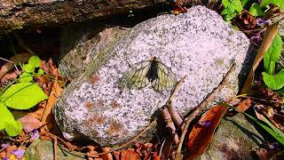 Swallowtail butterfly in Yamakita city Tanzawa Japan