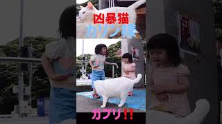 凶暴猫のカリン様‼️可愛い姉妹の手をガブリと噛む #shorts