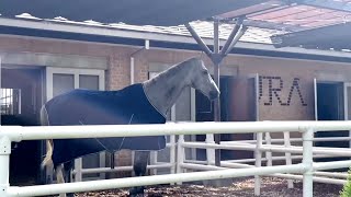 東京競馬場　JRA競馬博物館　競馬の祭典日本ダービー（GI）の舞台. パークウインズ　東京都府中市