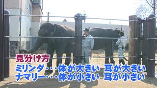 ツヨシのゴー！ＧＯ！動物園 vol 59 スリランカゾウ