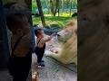 kid vs lion | #lion #lionfight #animals #zoo