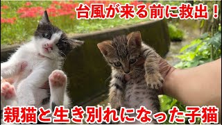 【保護猫】台風来たら死にそうな子猫を保護。一時預かりました