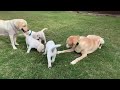 great escape adorable lab puppies play outside