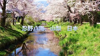 【４K 忍野八海　桜満開】小川の風景に富士山と桜満開の世界遺産　Oshino Hakkai cherry blossoms in full bloom